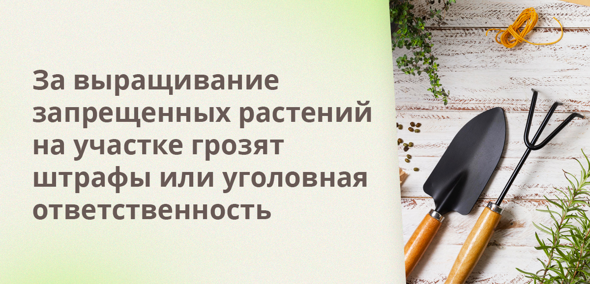 За выращивание запрещенных растений на участке грозят штрафы или уголовная ответственность
