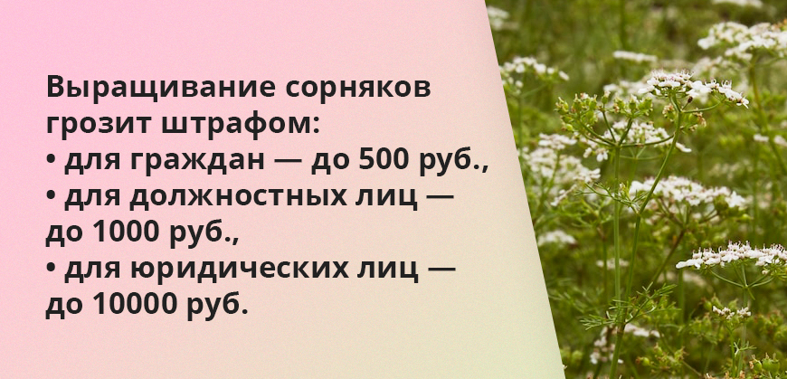 Выращивание сорняков грозит штрафом: для физлиц — до 500 руб., должностных лиц — до 1000 руб., юридических лиц — до 10000 руб.
